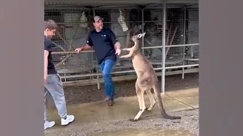 The kangaroos fighting and fighting with the wildlife visitors is very interesting😆😆😆😆
