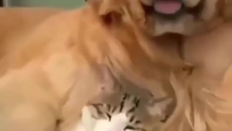 adorable friendship between cat and dog