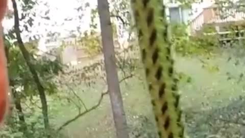 70-year-old man climbs tree to save cat # catsoftiktok # foryou The cat'sin