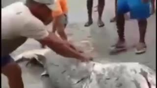 stranded shark rescue
