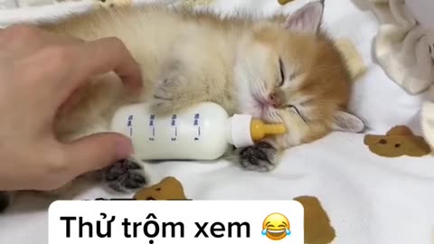 TikTok cat funny video