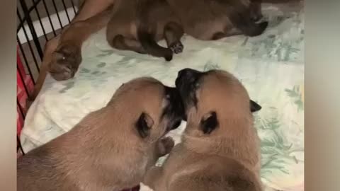 Belgian Malinois puppies practicing opera