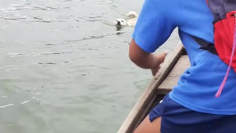 Dogs Hitch a Ride on a Boat