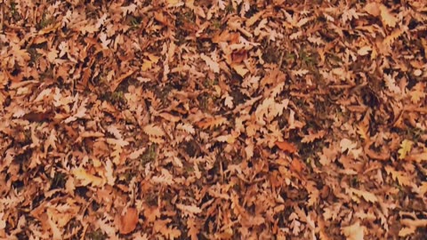 ASMR sounds walking on leaves