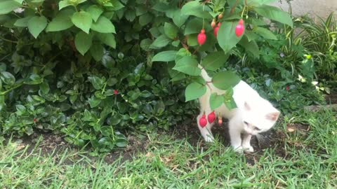 A White Kitten Playing With a Red Flowering Plant
