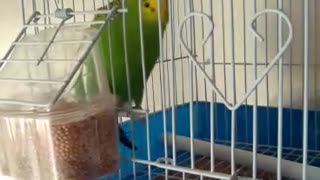 A bird sings in the cage