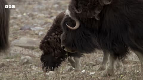 Musk Oxen Vs Arctic Wolves Animal Super Parents BBC Earth
