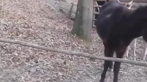 Minute Funny video of Cool donkey, funny jackass