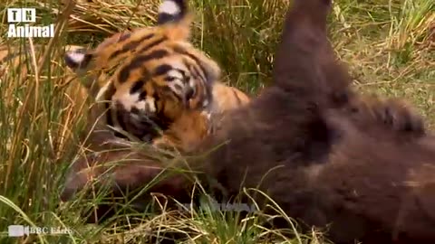 OMG! Buffalo Leader Attacks Bloodthirsty Tiger To Protect The Buffalo Herd, What Will Happen Next