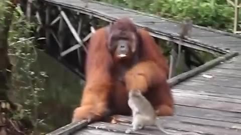 Gorilla's funny video 🦍🦍
