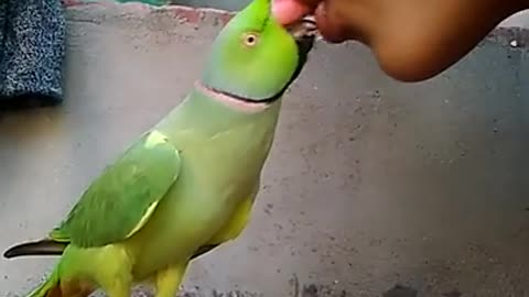 beautiful parrot talking with his owner and kissing their self