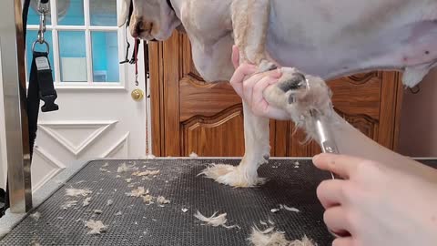 Cute Cocker spaniel Matted Dog Transformation
