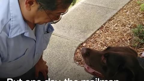 Dog Can't Wait To See His Mailman Every Single Day | The Dodo