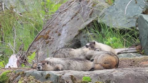 Funny Marmots playing