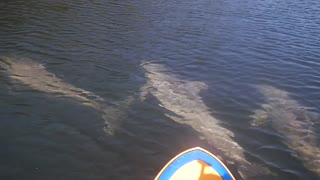 Paddleboarding Fun with Dolphin - Only in Florida!
