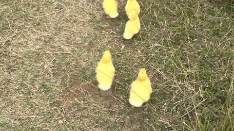 The kitten takes three ducklings on an outdoor trip