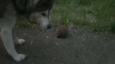 Rambo Dee Elite Presents - Father of Hedgehod passing through our garden !