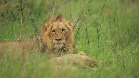 Majestic lion lazily grooms himself on the African park: