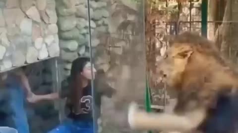 Real Lion on The Hunting Just Go away #shorts #lion