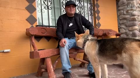 Just Visiting - Runaway Dog Drops By Police Station viral videi
