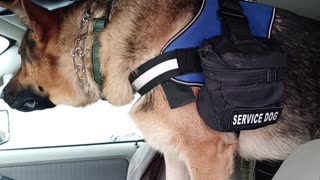 Service Dog Is Impatient To Do His Job