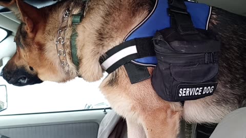 Service Dog Is Impatient To Do His Job