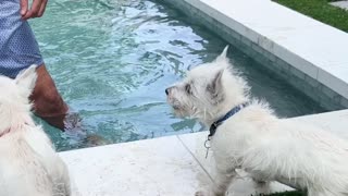 Puppies 1st Pool Training Session - WestieLoveStPeteFL