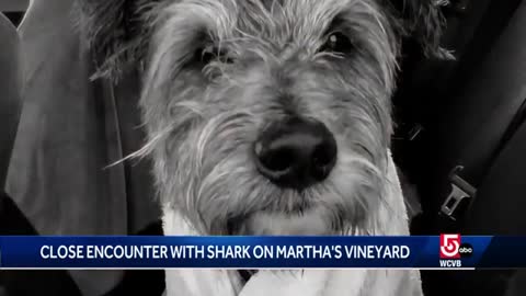 Woman recounts close encounter with shark while walking her dog on Martha's Vineyard