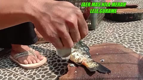 Cleaning Fish For Eat