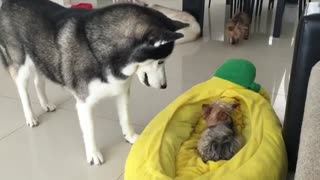 Husky discute con perros pequeños por el dominio de la cama