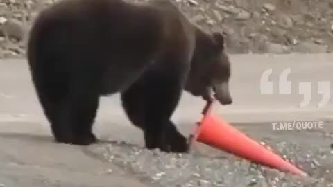 Bear Helping