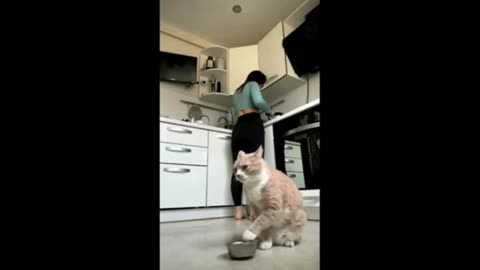 CATS FUNNY VIDEOS