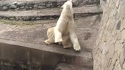 Polar bear