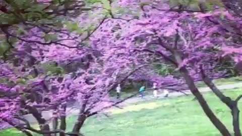 spring trees ,spring 2021