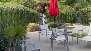 Bear Takes a Dip in Backyard Pool