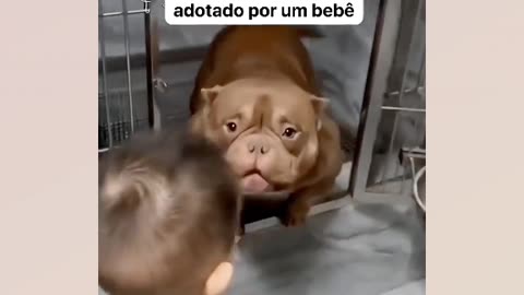 Cute Pitbull wanting to be adopted... every trick to seduce is valid...