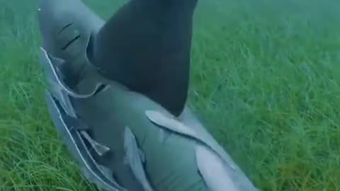 A Shark and its kids Enjoying Sea grass