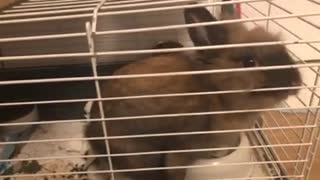 Rabbit in cage