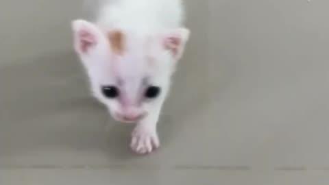 Cute white cat ramp walk