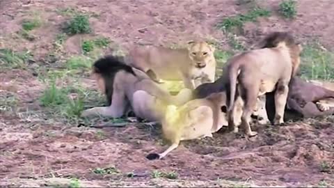 Lion’s Rules, can’t fart during eating