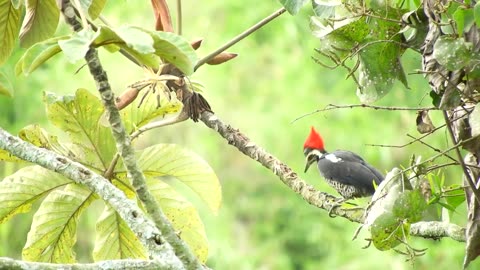 Beautiful Birds Stock Footage Reality