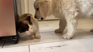 Golden Retriever Puppy Confused by New Cat