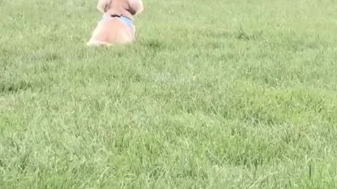 Boy and Dog are Bound to be Buddies