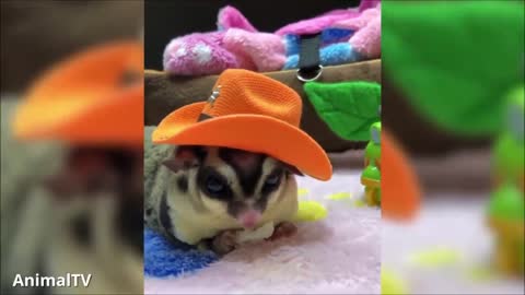 SUGAR GLIDERS Flying - Funny & Cute Compilation