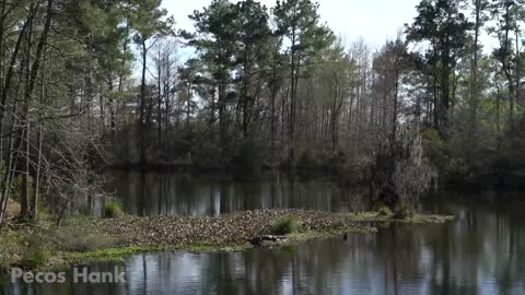 MONSTER TURTLE ATTACKS BIG ALLIGATOR - The Alligator Snapping Turtle