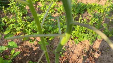 Top Of My Potatoes And Sunflower Been Ate Off