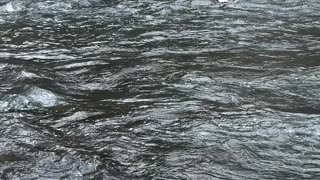 Duck Over Rapids at New York Botanical Garden