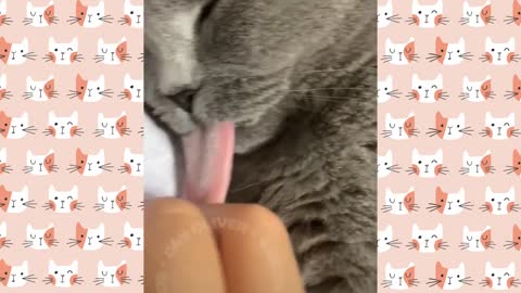 Cute and Funny Cat Videos.