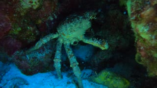 Cozumel SCUBA Diving Paraiso Reef Clinging Crab hideout