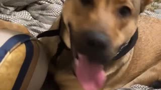 cute puppy playing with a pillow
